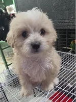 ""Mini"", a female Maltipoo and Poodle - Toy  for sale in Los Angeles, CA – 1 of 1