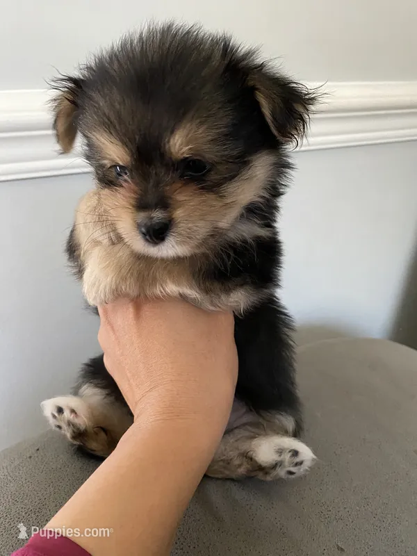 Pirate, a male Pomeranian and Yorkshire Terrier for sale in Mobile, AL – 1 of 2