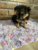 Paw, a male Pomeranian and Yorkshire Terrier for sale in Mobile, AL – 1 of 2