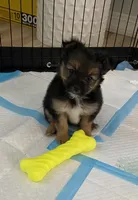Lil bit, a male Pomeranian and Yorkshire Terrier for sale in Mobile, AL – 1 of 2