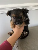 Lil bit, a male Pomeranian and Yorkshire Terrier for sale in Mobile, AL – 2 of 2