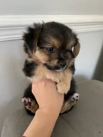 Paw, a male Pomeranian and Yorkshire Terrier for sale in Mobile, AL – 2 of 2