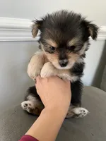 Pirate, a male Pomeranian and Yorkshire Terrier for sale in Mobile, AL – 2 of 2