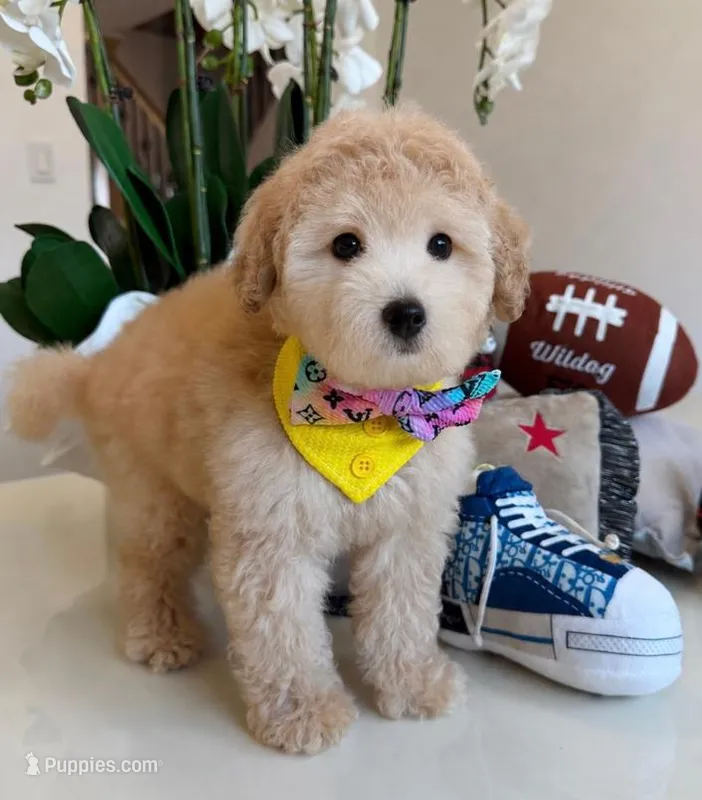 CODY – Maltipoo puppy for sale in Houston, TX