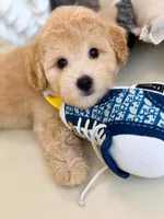 CODY, a male Maltipoo for sale in Houston, TX – 4 of 5