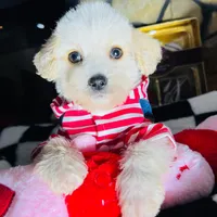 Milo, a male Maltipoo for sale in Houston, TX – Photo 1 of 5