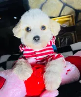 Milo, a male Maltipoo for sale in Houston, TX – Photo 1 of 5