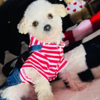 Milo, a male Maltipoo for sale in Houston, TX – Photo 3 of 5
