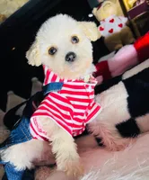 Milo, a male Maltipoo for sale in Houston, TX – Photo 3 of 5