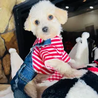Milo, a male Maltipoo for sale in Houston, TX – Photo 2 of 5
