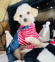 Milo, a male Maltipoo for sale in Houston, TX – Photo 2 of 5
