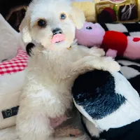 Milo, a male Maltipoo for sale in Houston, TX – Photo 5 of 5