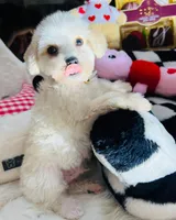 Milo, a male Maltipoo for sale in Houston, TX – Photo 5 of 5