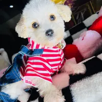 Milo, a male Maltipoo for sale in Houston, TX – Photo 4 of 5