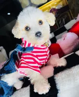 Milo, a male Maltipoo for sale in Houston, TX – Photo 4 of 5
