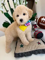 CODY, a male Maltipoo for sale in Houston, TX – 2 of 5