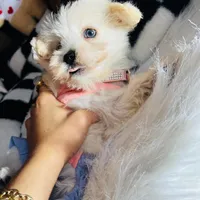 Mila, a female Maltipoo for sale in Houston, TX – Photo 3 of 5