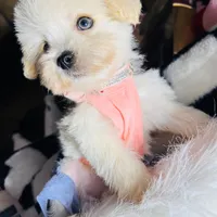 Mila, a female Maltipoo for sale in Houston, TX – Photo 5 of 5