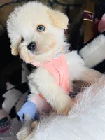 Mila, a female Maltipoo for sale in Houston, TX – Photo 5 of 5