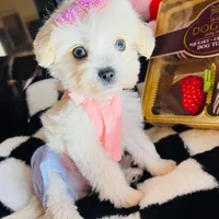 Mila, a female Maltipoo for sale in Houston, TX – Photo 2 of 5