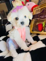 Mila, a female Maltipoo for sale in Houston, TX – Photo 2 of 5