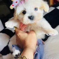 Mila, a female Maltipoo for sale in Houston, TX – Photo 4 of 5