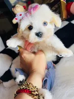 Mila, a female Maltipoo for sale in Houston, TX – Photo 4 of 5