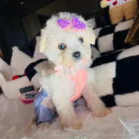 Mila, a female Maltipoo for sale in Houston, TX – Photo 1 of 5