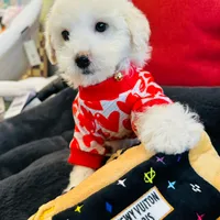 BEAU, a male Maltipoo for sale in Houston, TX – Photo 4 of 6