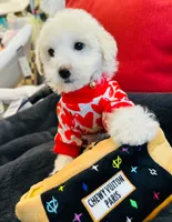 BEAU, a male Maltipoo for sale in Houston, TX – Photo 4 of 6