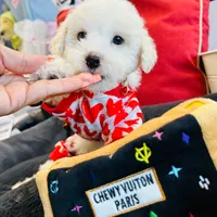 BEAU, a male Maltipoo for sale in Houston, TX – Photo 5 of 6