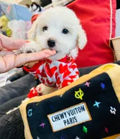 BEAU, a male Maltipoo for sale in Houston, TX – Photo 5 of 6