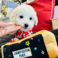 BEAU, a male Maltipoo for sale in Houston, TX – Photo 2 of 6