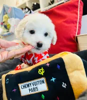 BEAU, a male Maltipoo for sale in Houston, TX – Photo 2 of 6