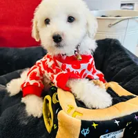 BEAU, a male Maltipoo for sale in Houston, TX – Photo 6 of 6