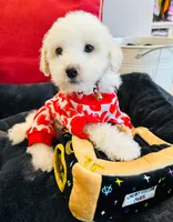 BEAU, a male Maltipoo for sale in Houston, TX – Photo 6 of 6