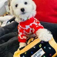 BEAU, a male Maltipoo for sale in Houston, TX – Photo 3 of 6