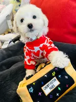 BEAU, a male Maltipoo for sale in Houston, TX – Photo 3 of 6