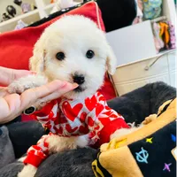 BEAU, a male Maltipoo for sale in Houston, TX – Photo 1 of 6