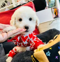 BEAU, a male Maltipoo for sale in Houston, TX – Photo 1 of 6