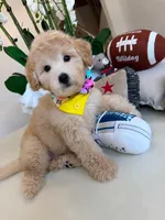 CODY, a male Maltipoo for sale in Houston, TX – 3 of 5