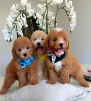 CODY, a male Maltipoo for sale in Houston, TX – 5 of 5