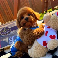 Rolex, a male Maltipoo for sale in Houston, TX – Photo 1 of 8