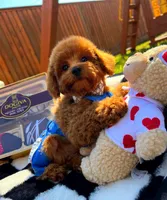 processed/eebacb90-fed6-4e5f-a672-2608029e469a/listing/fafadf53-9bb1-4fe6-be34-9ddf0d0f880e/15b9e764-4295-4907-8886-4467200407c0