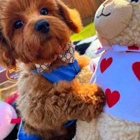 Rolex, a male Maltipoo for sale in Houston, TX – Photo 5 of 8