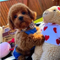 Rolex, a male Maltipoo for sale in Houston, TX – Photo 8 of 8