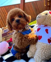 processed/eebacb90-fed6-4e5f-a672-2608029e469a/listing/fafadf53-9bb1-4fe6-be34-9ddf0d0f880e/57cdd2be-2a6e-4675-a947-c92ed8872c9d