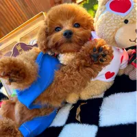 Rolex, a male Maltipoo for sale in Houston, TX – Photo 7 of 8