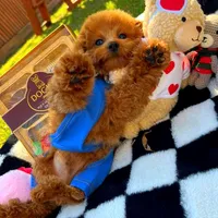 Rolex, a male Maltipoo for sale in Houston, TX – Photo 6 of 8