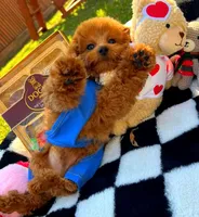 processed/eebacb90-fed6-4e5f-a672-2608029e469a/listing/fafadf53-9bb1-4fe6-be34-9ddf0d0f880e/998f17d6-7f92-4552-a8c1-293f4806ecc5